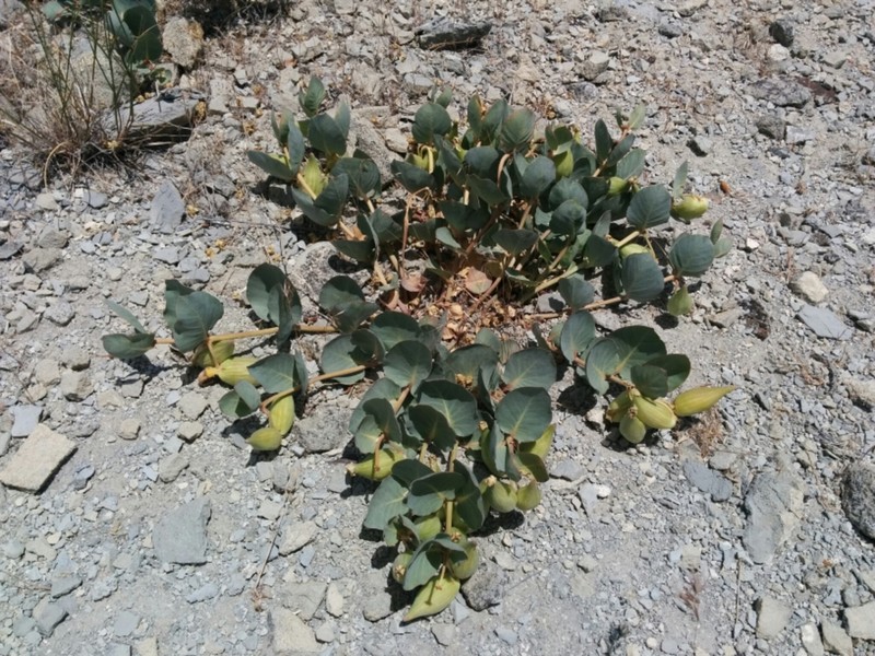 Pallid Milkweed photo 7