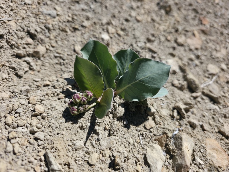 Asclepias cryptoceras subsp. cryptoceras