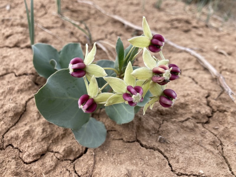 Asclepias cryptoceras subsp. cryptoceras photo 2
