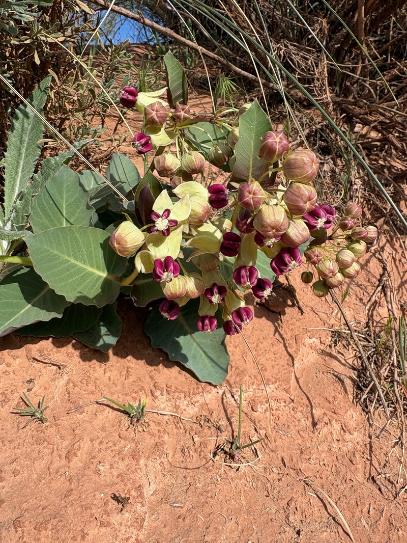 Asclepias cryptoceras subsp. cryptoceras photo 3