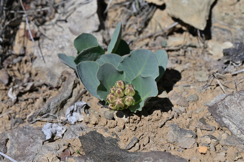 Asclepias cryptoceras subsp. cryptoceras photo 4