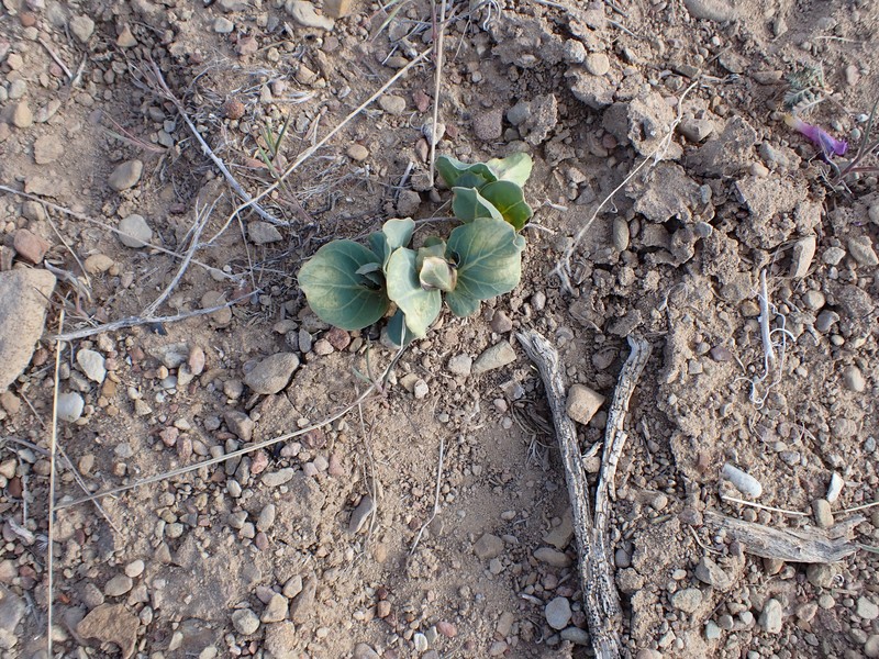Asclepias cryptoceras subsp. cryptoceras photo 5
