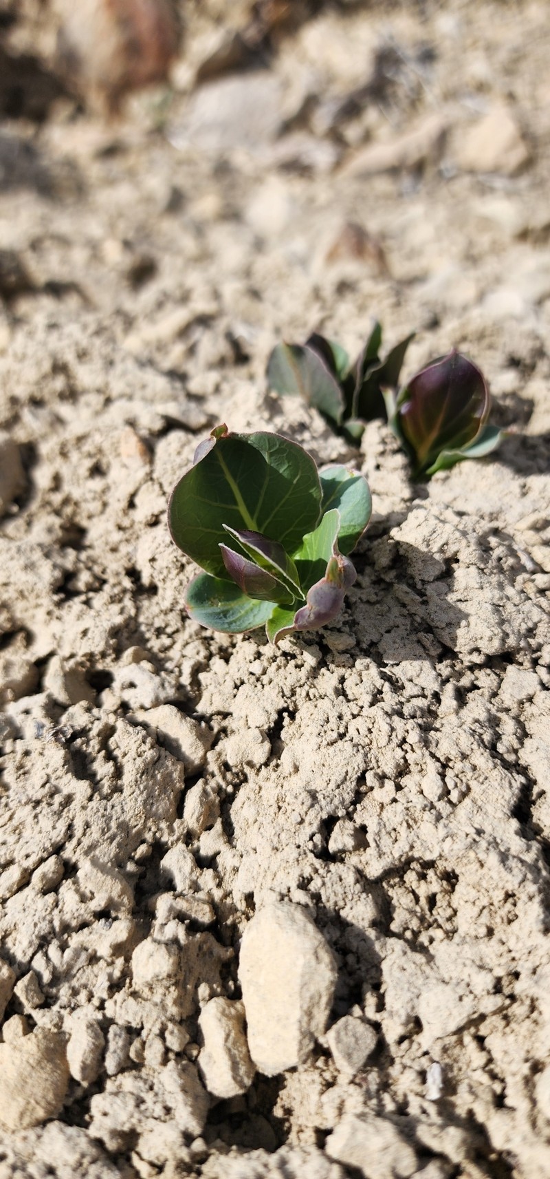 Asclepias cryptoceras subsp. cryptoceras photo 6
