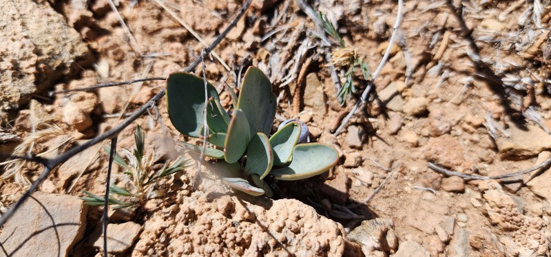 Asclepias cryptoceras subsp. cryptoceras photo 7
