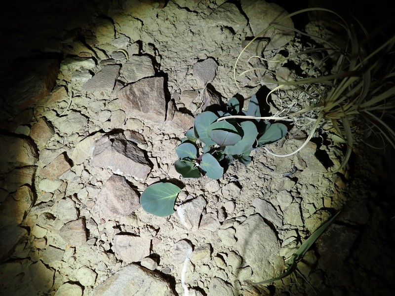 Asclepias cryptoceras subsp. cryptoceras photo 8