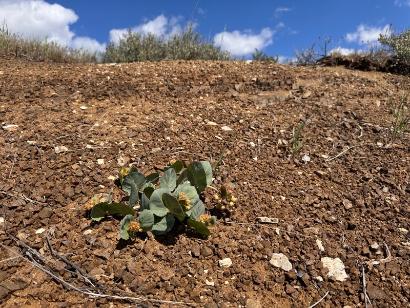 Asclepias cryptoceras subsp. davisii