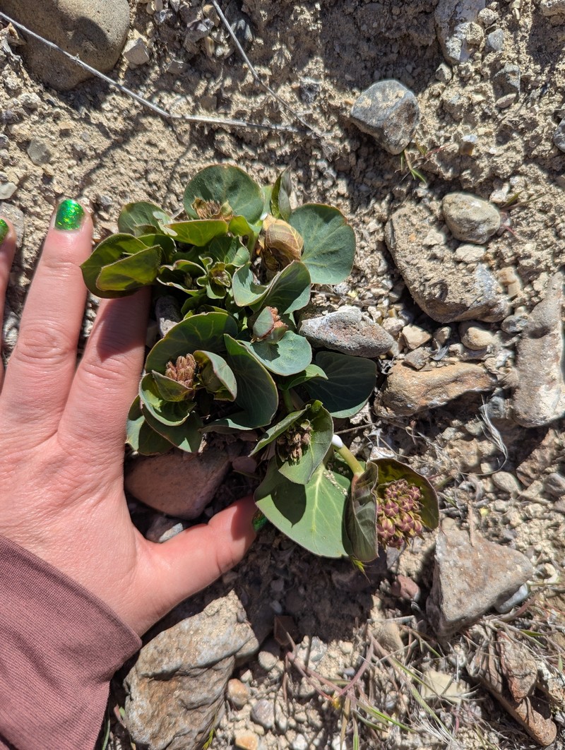 Asclepias cryptoceras subsp. davisii photo 2