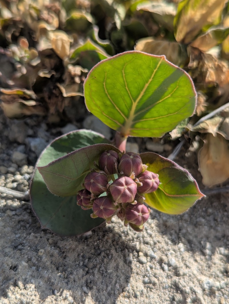 Asclepias cryptoceras subsp. davisii photo 3