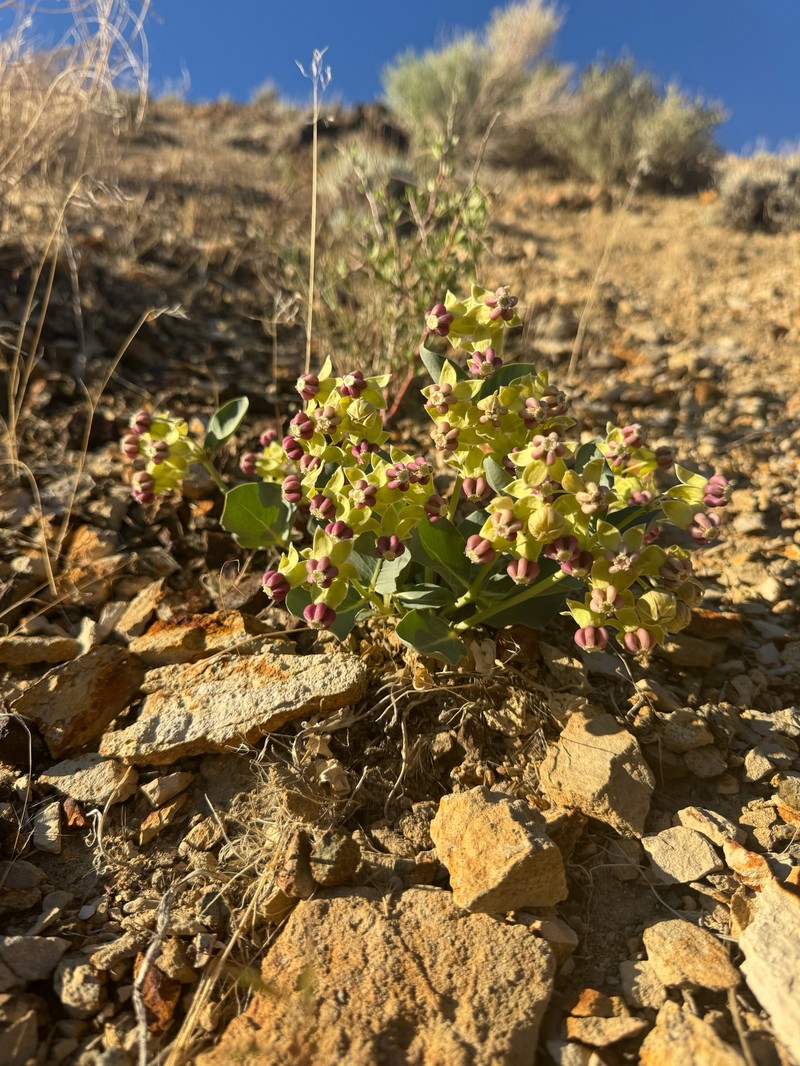Asclepias cryptoceras subsp. davisii photo 4