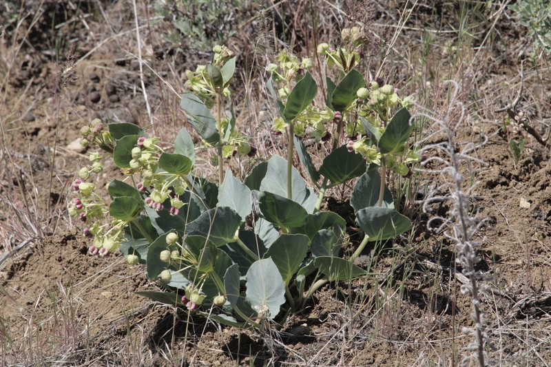 Asclepias cryptoceras subsp. davisii photo 5