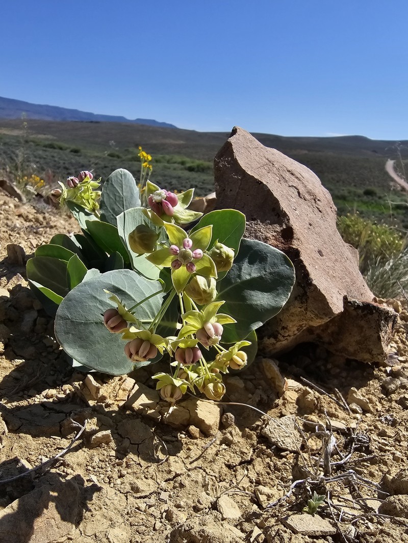 Asclepias cryptoceras subsp. davisii photo 6