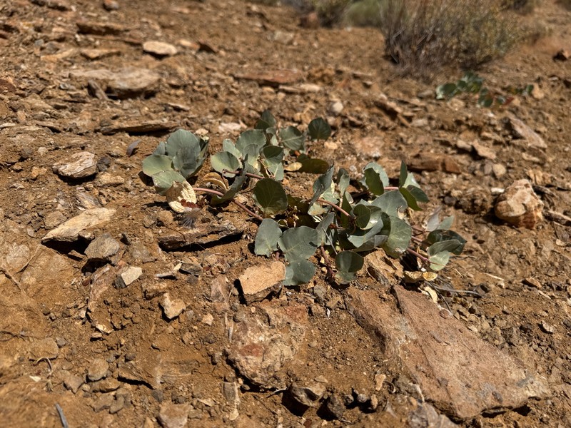 Asclepias cryptoceras subsp. davisii photo 7