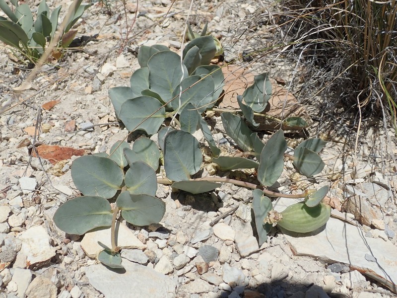 Asclepias cryptoceras subsp. davisii photo 8