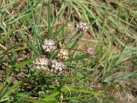 Asclepias cucullata