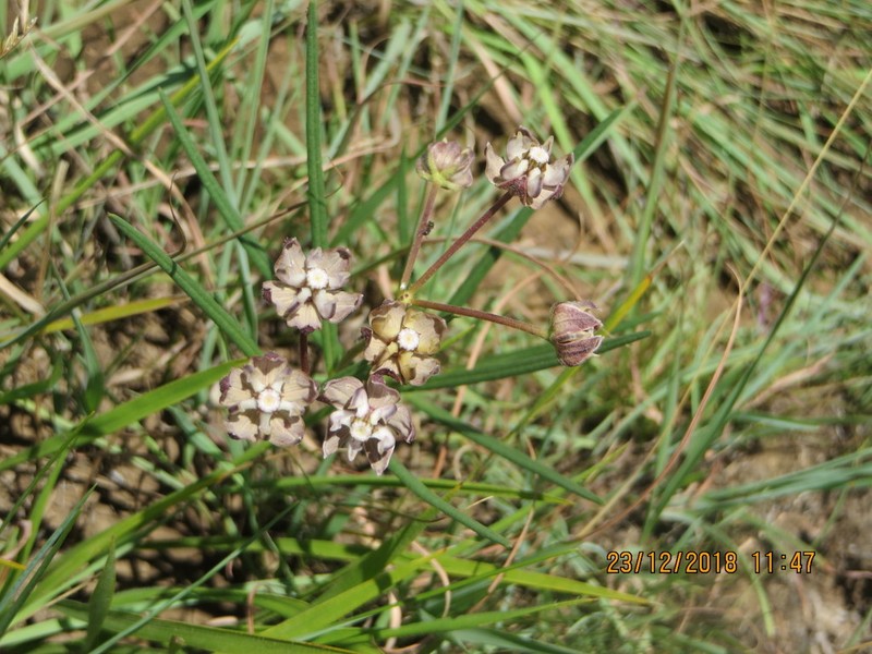 Asclepias cucullata