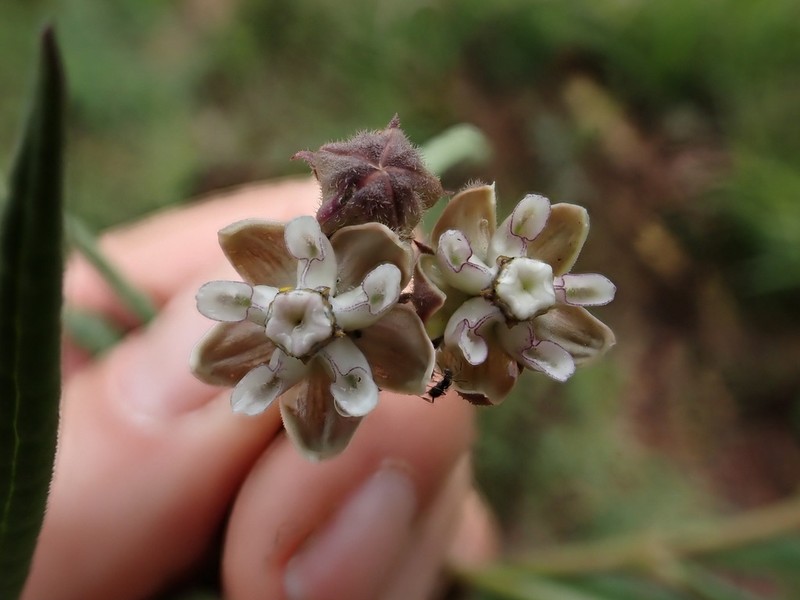 Asclepias cucullata photo 2