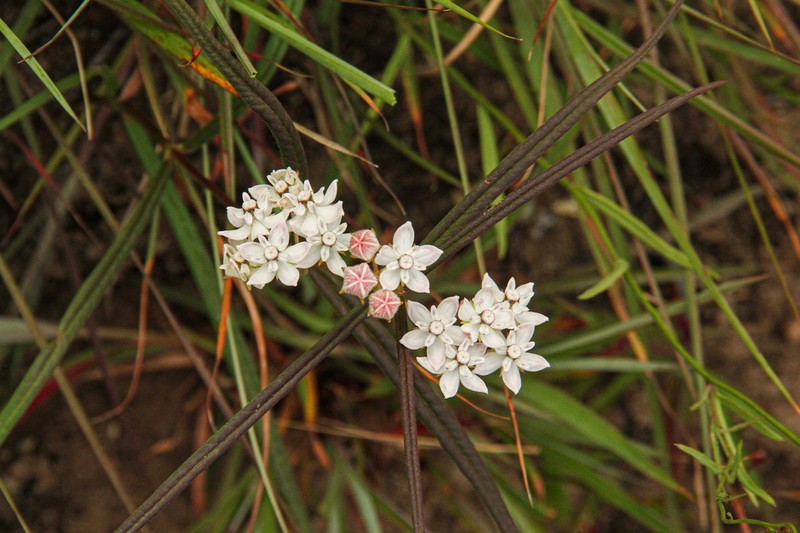 Asclepias cucullata photo 3