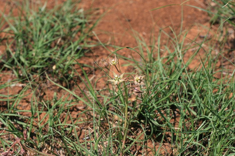 Asclepias cucullata photo 4