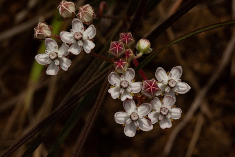 Asclepias cucullata photo 5