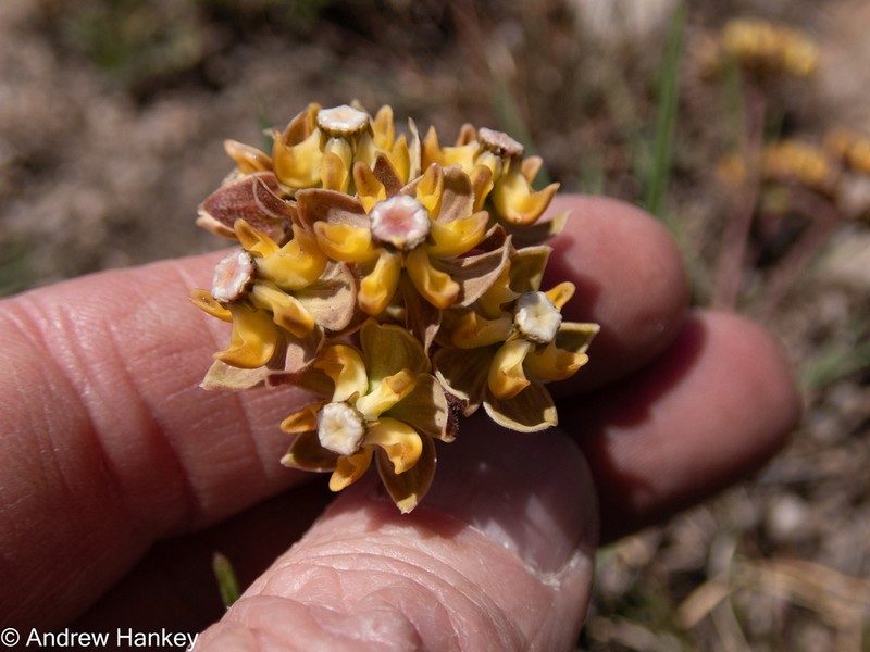 Asclepias cucullata photo 6