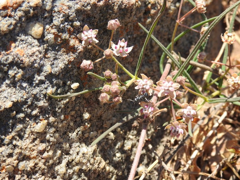 Asclepias cucullata photo 7