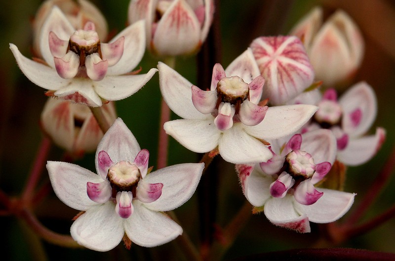 Asclepias cucullata photo 8