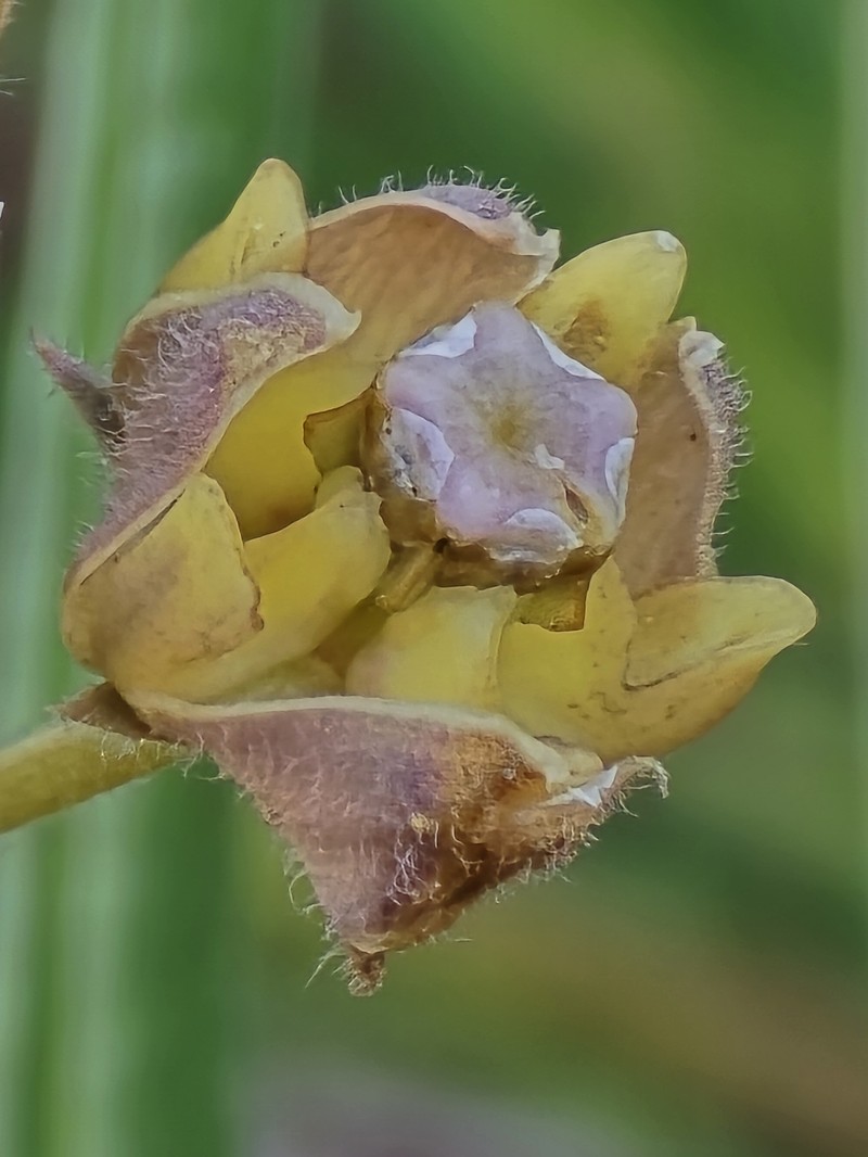 Asclepias cucullata subsp. cucullata