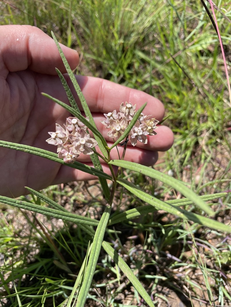 Asclepias cucullata subsp. cucullata photo 2