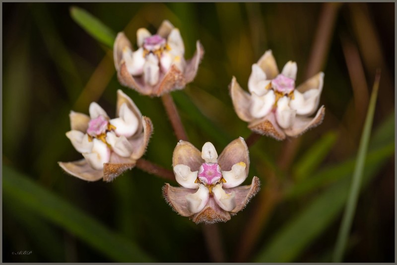 Asclepias cucullata subsp. cucullata photo 3
