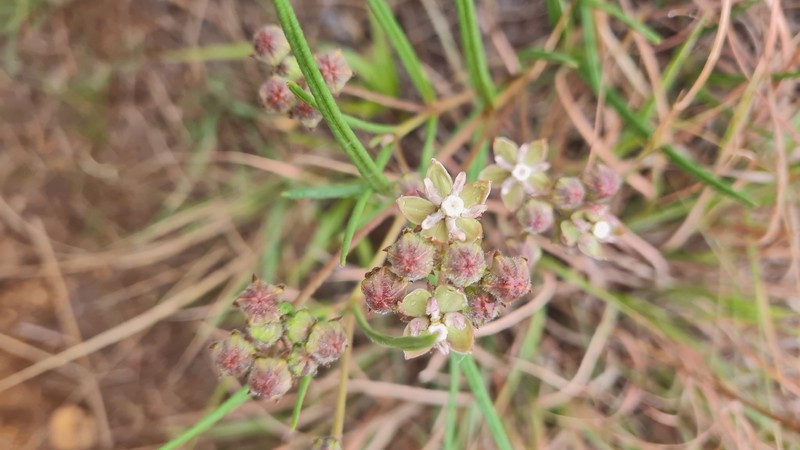 Asclepias cucullata subsp. cucullata photo 4