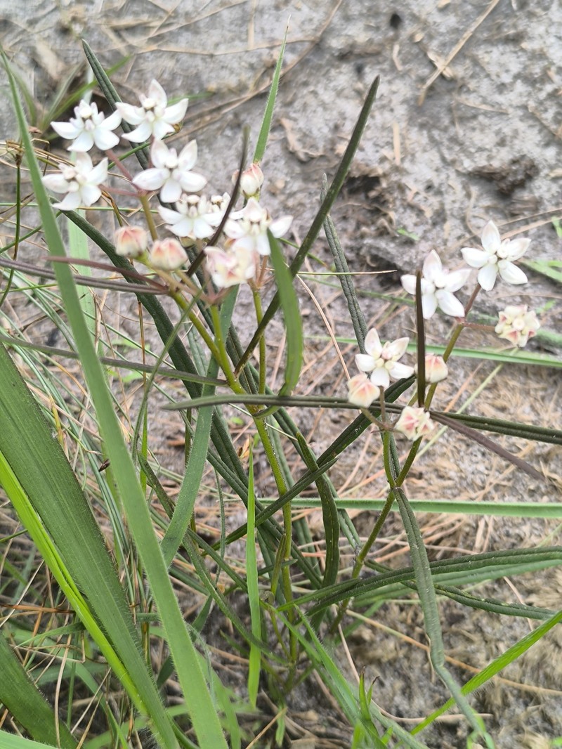 Asclepias cucullata subsp. scabrifolia