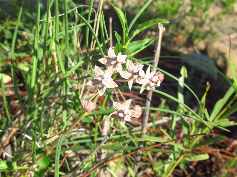 Asclepias cucullata subsp. scabrifolia photo 2