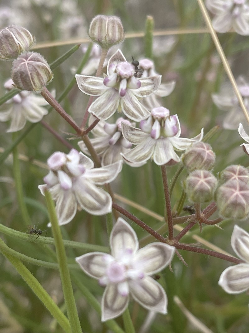 Asclepias cucullata subsp. scabrifolia photo 3