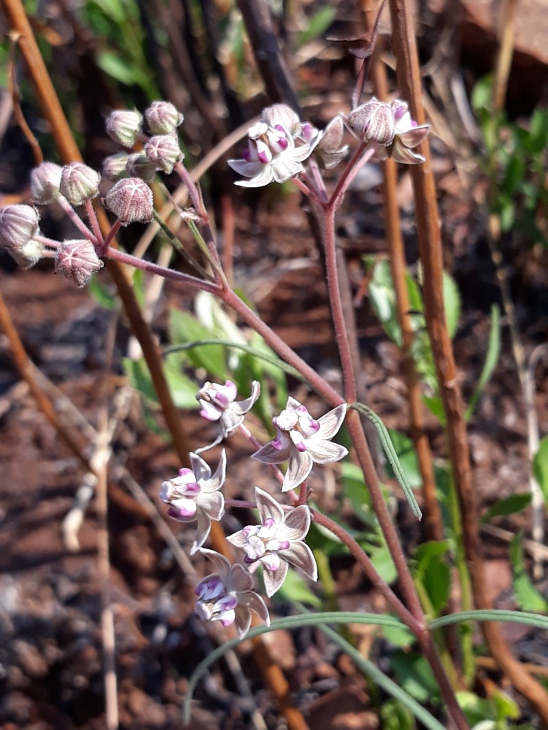 Asclepias cucullata subsp. scabrifolia photo 4