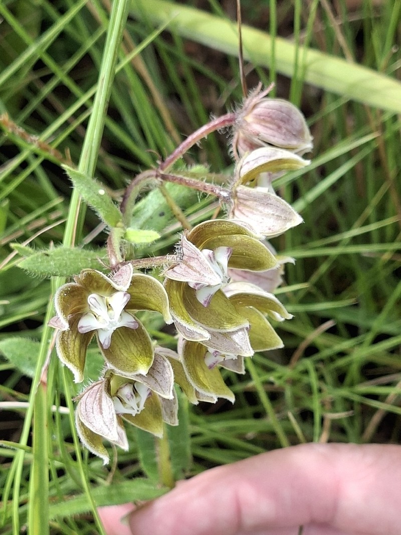 Asclepias cultriformis