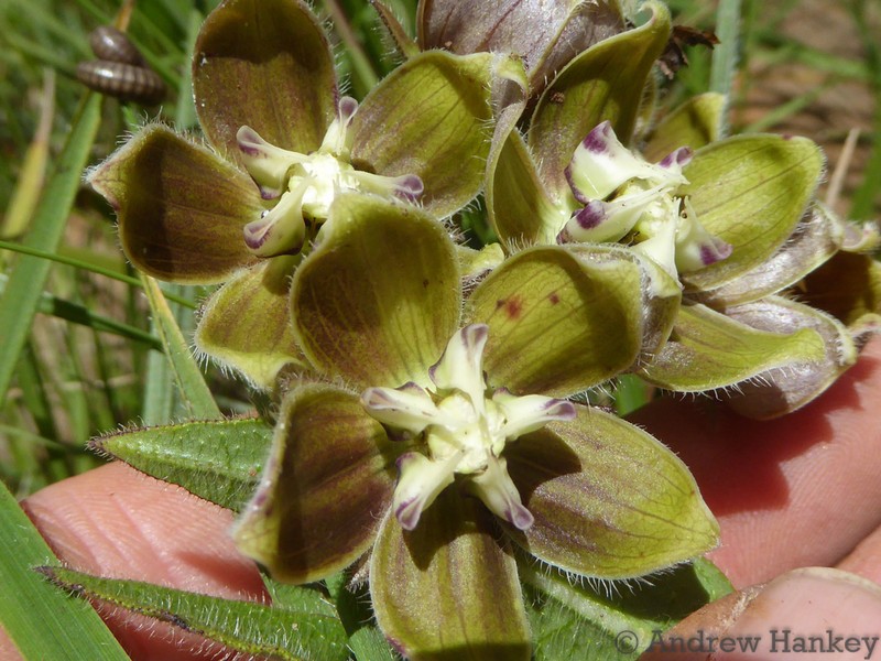 Asclepias cultriformis photo 2