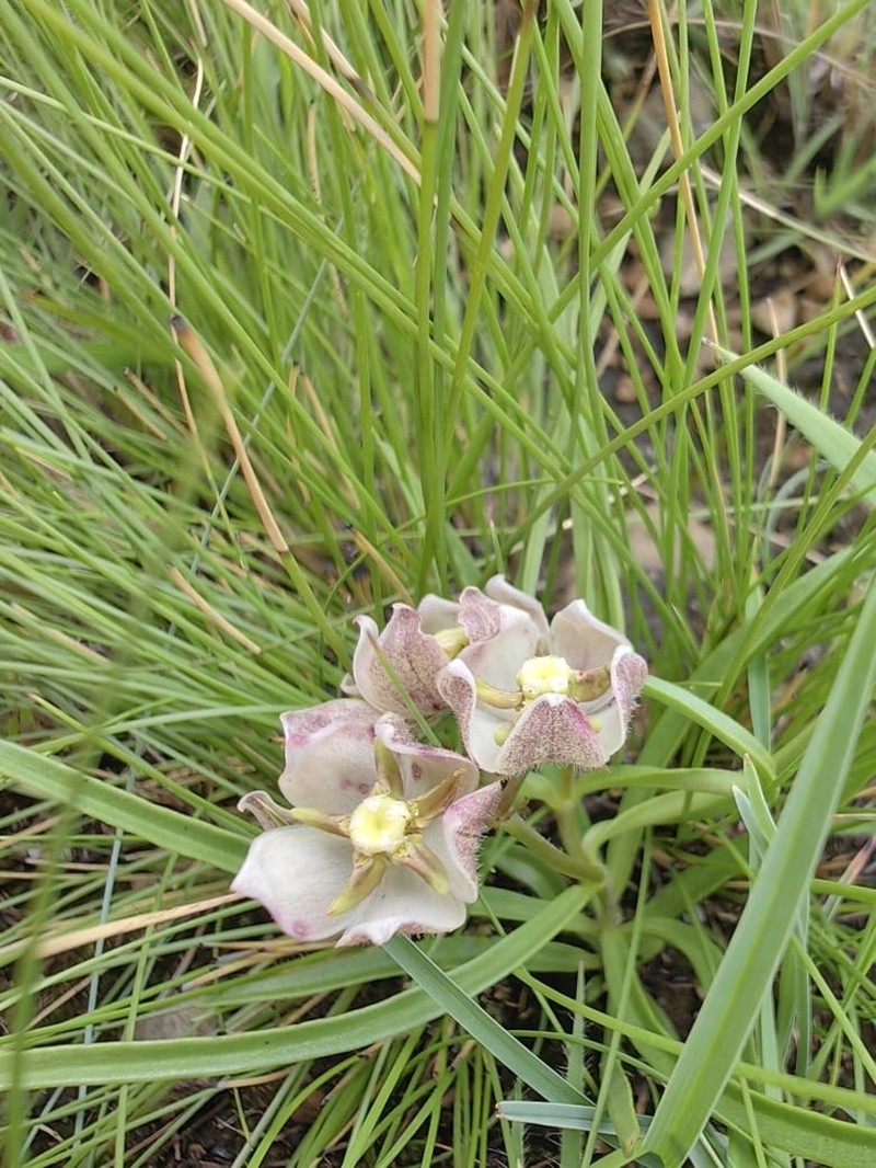 Asclepias cultriformis photo 3