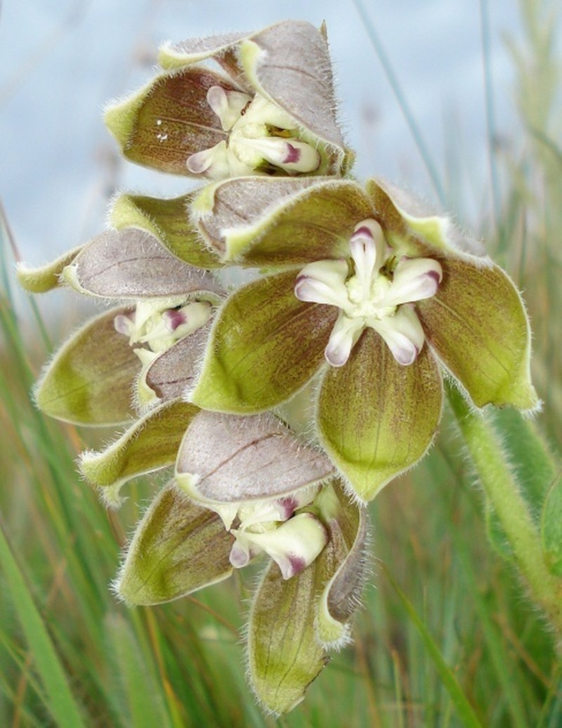 Asclepias cultriformis photo 4