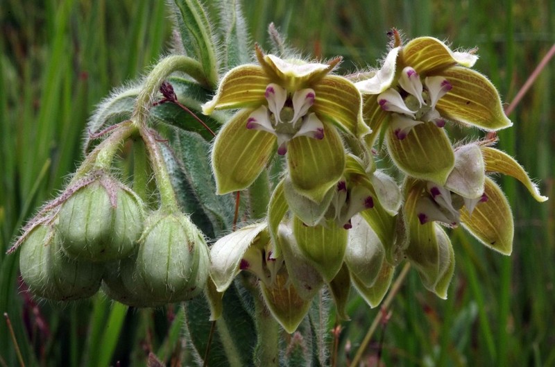 Asclepias cultriformis photo 5
