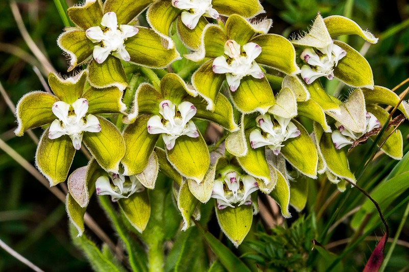 Asclepias cultriformis photo 6