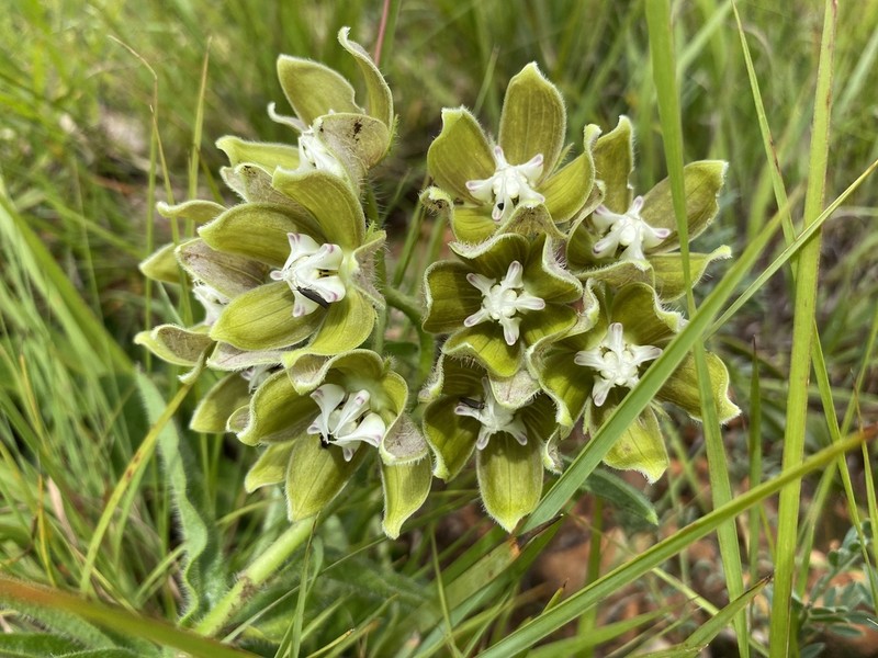 Asclepias cultriformis photo 7
