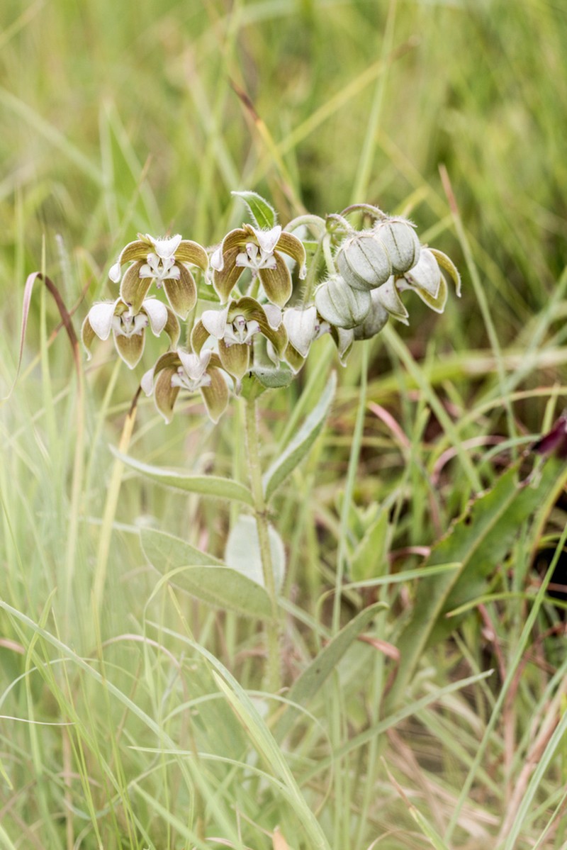 Asclepias cultriformis photo 8