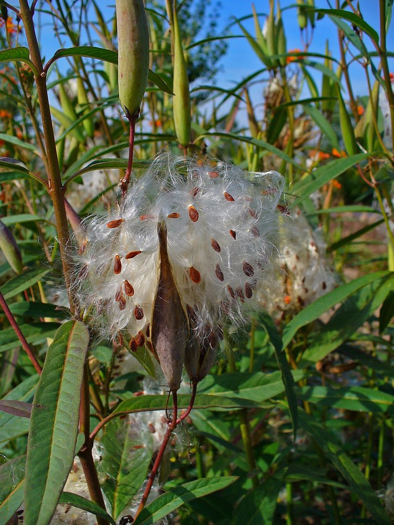 Bloodflower photo 4