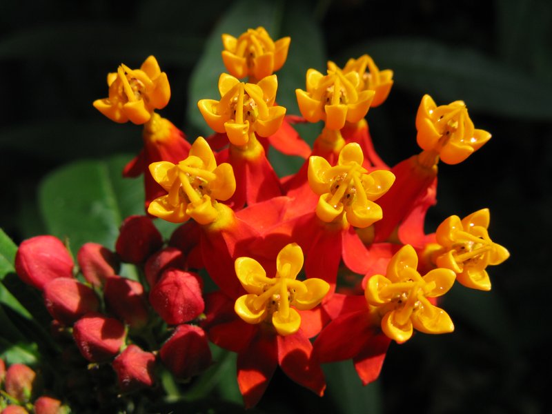 Bloodflower photo 5