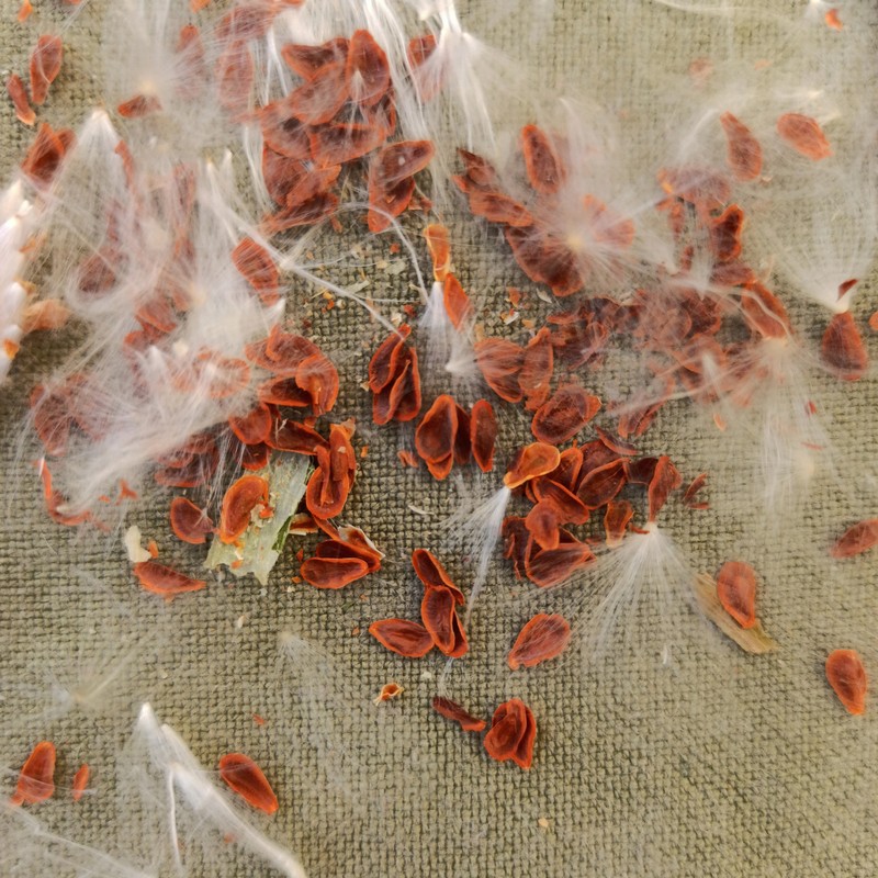 Bloodflower photo 7