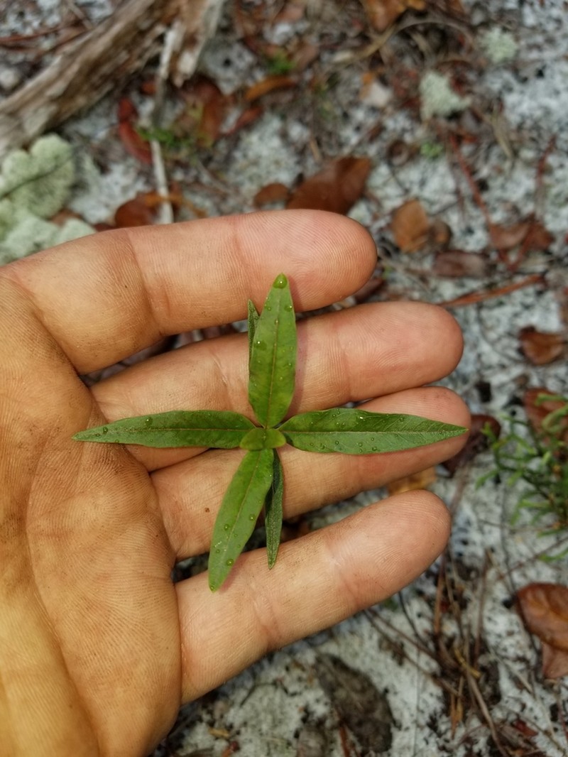 Curtiss' Milkweed photo 2