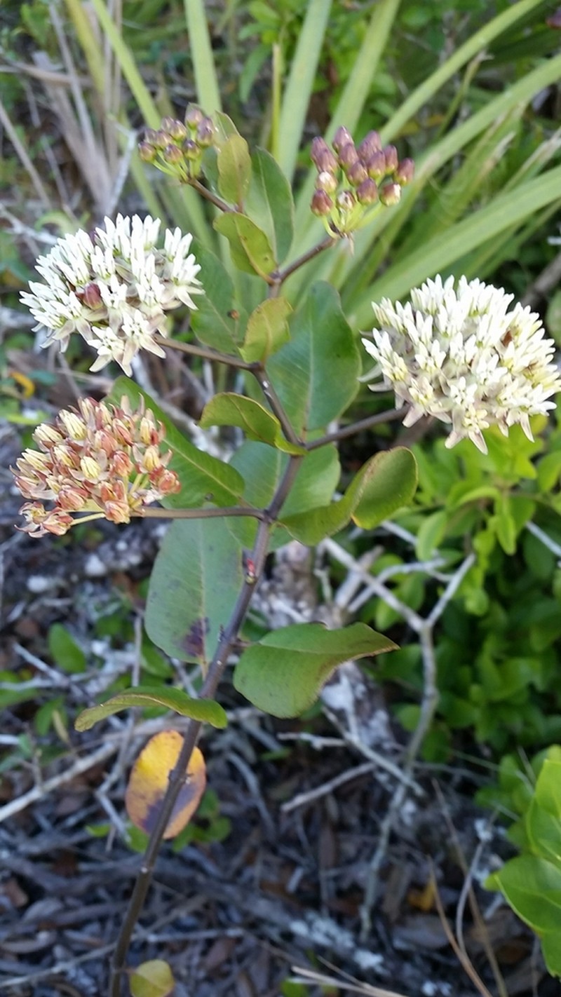 Curtiss' Milkweed photo 3