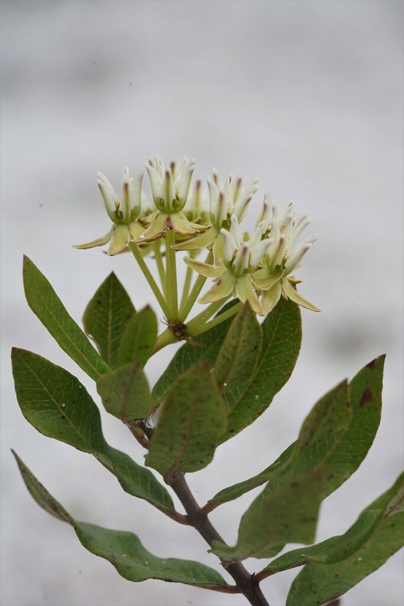 Curtiss' Milkweed photo 4
