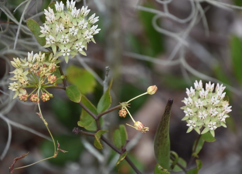 Curtiss' Milkweed photo 5
