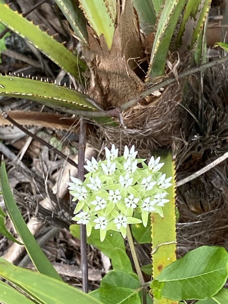 Curtiss' Milkweed photo 6